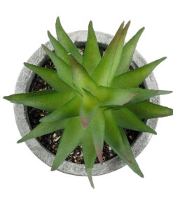 Alternative view of GloboStar® Artificial Garden SUCCULENT ALOE 21010 Διακοσμητικό Φυτό Παχύφυτο Αλόη Υ11cm