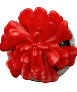 Alternative view of GloboStar® Artificial Garden SUCCULENT CRASSULA 21013 Διακοσμητικό Φυτό Παχύφυτο Κράσουλα Υ11.5cm