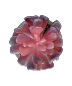 Alternative view of GloboStar® Artificial Garden SUCCULENT CRASSULA POTTED PLANT 21015 Διακοσμητικό Φυτό Κρασούλα  Φ7 x Υ11,5cm