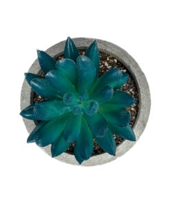 Alternative view of GloboStar® Artificial Garden SUCCULENT SEDEVERIA POTTED PLANT 21018 Διακοσμητικό Φυτό Σεδεβέρια  Φ6,5 x Υ9cm