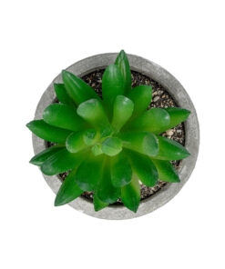 Alternative view of GloboStar® Artificial Garden SUCCULENT SEDEVERIA POTTED PLANT 21019 Διακοσμητικό Φυτό Σεδεβέρια  Φ6,5 x Υ9cm