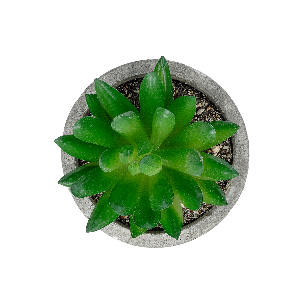 GloboStar® Artificial Garden SUCCULENT SEDEVERIA POTTED PLANT 21019 Διακοσμητικό Φυτό Σεδεβέρια Φ6,5 x Υ9cm 4 GloboStar® Artificial Garden SUCCULENT SEDEVERIA POTTED PLANT 21019 Διακοσμητικό Φυτό Σεδεβέρια Φ6,5 x Υ9cm - Image 2