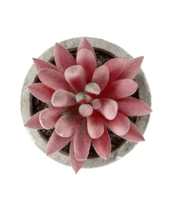 Alternative view of GloboStar® Artificial Garden SUCCULENT SEDEVERIA 21020 Τεχνητό Διακοσμητικό Φυτό Σεδεβέρια Μ6.5 x Π6.5 x Υ9cm