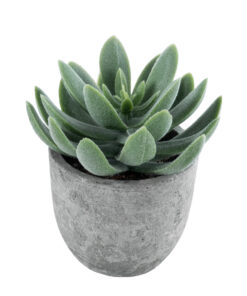 GloboStar® GloboStar® Artificial Garden SUCCULENT SEDEVERIA 21025 Διακοσμητικό Φυτό Παχύφυτο Σεντεβέρια Υ10.5cm