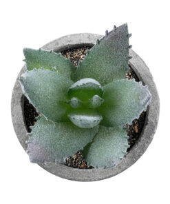 Alternative view of GloboStar® Artificial Garden SUCCULENT ALOE 21026 Διακοσμητικό Φυτό Παχύφυτο Αλόη Υ10.5cm