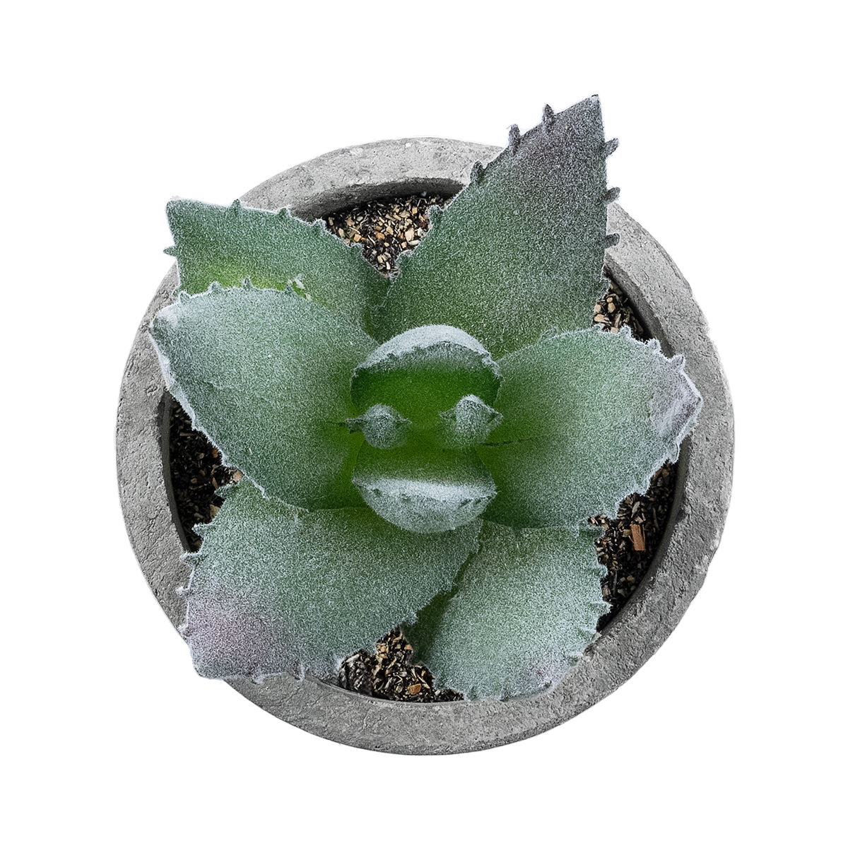 GloboStar® Artificial Garden SUCCULENT ALOE 21026 Διακοσμητικό Φυτό Παχύφυτο Αλόη Υ10.5cm 4 GloboStar® Artificial Garden SUCCULENT ALOE 21026 Διακοσμητικό Φυτό Παχύφυτο Αλόη Υ10.5cm - Image 2