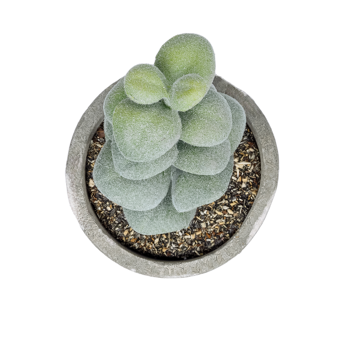 GloboStar® Artificial Garden SUCCULENT SEDEVERIA POTTED PLANT 21027 Διακοσμητικό Φυτό Σεδεβέρια Φ5 x Υ11cm 4 GloboStar® Artificial Garden SUCCULENT SEDEVERIA POTTED PLANT 21027 Διακοσμητικό Φυτό Σεδεβέρια Φ5 x Υ11cm - Image 2