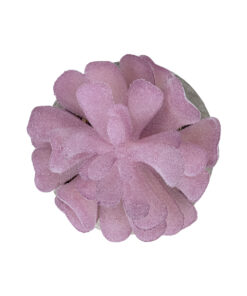 Alternative view of GloboStar® Artificial Garden SUCCULENT CRASSULA POTTED PLANT 21029 Διακοσμητικό Φυτό Κρασούλα  Φ7 x Υ10,5cm