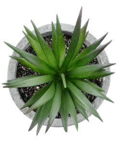 Alternative view of GloboStar® Artificial Garden SUCCULENT ALOE 21030 Διακοσμητικό Φυτό Παχύφυτο Αλόη Υ10cm