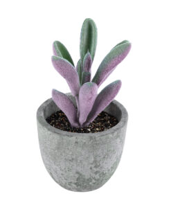 GloboStar® GloboStar® Artificial Garden SUCCULENT CRASULLA 21031 Διακοσμητικό Φυτό Παχύφυτο Κράσουλα Υ11cm