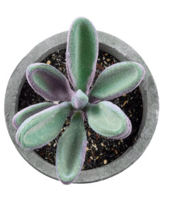 Alternative view of GloboStar® Artificial Garden SUCCULENT CRASULLA 21031 Διακοσμητικό Φυτό Παχύφυτο Κράσουλα Υ11cm