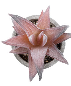 GloboStar® Artificial Garden SUCCULENT ALOE 21032 Διακοσμητικό Φυτό Παχύφυτο Αλόη Υ11cm 7 21032 3