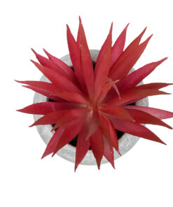 Alternative view of GloboStar® Artificial Garden AIR PLANT TILLANDSIA POTTED PLANT 21035 Διακοσμητικό Φυτό Τιλάντσια Φ12 x Υ15cm