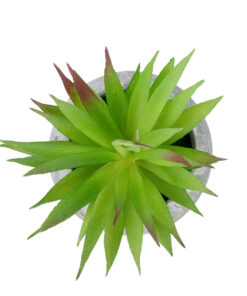 GloboStar® Artificial Garden AIR PLANT TILLANDSIA POTTED PLANT 21036 Διακοσμητικό Φυτό Τιλάντσια Φ12 x Υ15cm 7 21036 3