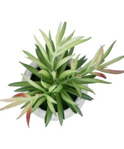Alternative view of GloboStar® Artificial Garden SUCCULENT CRASSULA POTTED PLANT 21038 Διακοσμητικό Φυτό Κρασούλα  Φ10 x Υ17cm