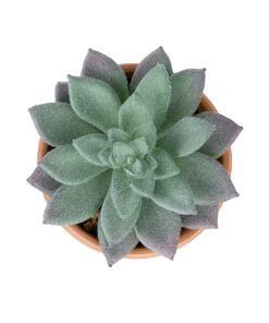 GloboStar® Artificial Garden SUCCULENT SEDEVERIA POTTED PLANT 21041 Διακοσμητικό Φυτό Σεδεβέρια Φ11x Υ14cm 7 21041 3