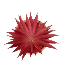 Alternative view of GloboStar® Artificial Garden AIR PLANT NEOPHYTUM POTTED PLANT 21042 Διακοσμητικό Φυτό Νεόφυτο Φ12 x Υ15cm