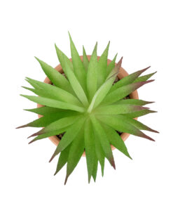 Alternative view of GloboStar® Artificial Garden AIR PLANT NEOPHYTUM POTTED PLANT 21043 Διακοσμητικό Φυτό Νεόφυτο Φ12 x Υ15cm