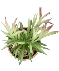 Alternative view of GloboStar® Artificial Garden SUCCULENT CRASSULA POTTED PLANT 21046 Διακοσμητικό Φυτό Κρασούλα  Φ12 x Υ20cm