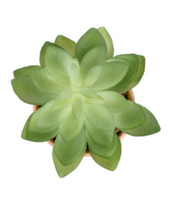 Alternative view of GloboStar® Artificial Garden SUCCULENT ECHEVERIA POTTED PLANT 21048 Διακοσμητικό Φυτό Εχεβέρια Φ13 x Υ18cm