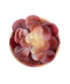 GloboStar® Artificial Garden SUCCULENT ECHEVERIA POTTED PLANT 21050 Διακοσμητικό Φυτό Εχεβέρια Φ10 x Υ13cm 7 21050 3