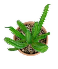 Alternative view of GloboStar® Artificial Garden SUCCULENT EUPHORBIA POTTED PLANT 21052 Διακοσμητικό Φυτό Ευφορβία Φ18 x Υ23cm
