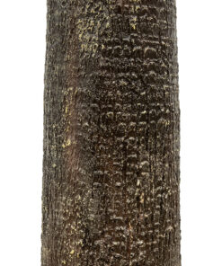 GloboStar® Artificial Garden PLANT PALM TREE 21055 Διακοσμητικό Δέντρο Φοίνικα Φ240 x Υ400cm 12 21055 5