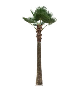 GloboStar® GloboStar® Artificial Garden PLANT PALM TREE 21056 Διακοσμητικό Δέντρο Φοίνικα Φ240 x Υ500cm