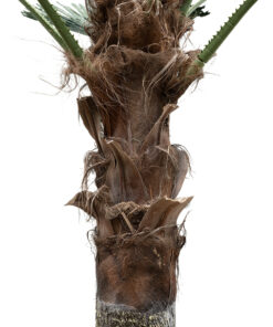 GloboStar® Artificial Garden PLANT PALM TREE 21056 Διακοσμητικό Δέντρο Φοίνικα Φ240 x Υ500cm 11 21056 4