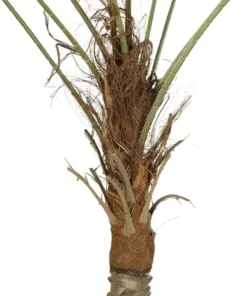 GloboStar® Artificial Garden WASHINGTONIA FILIFERA TREE 21107 Τεχνητό Διακοσμητικό Φοινικόδεντρου Υ200cm 10 21107 4