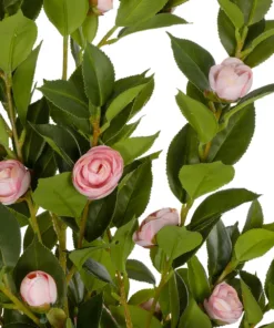 Alternative view of GloboStar® Artificial Garden CAMELIA 21115 Τεχνητό Διακοσμητικό Δέντρο Καμέλια Μ50 x Π30 x Υ90cm