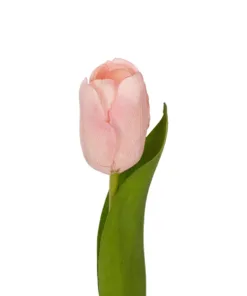 Alternative view of GloboStar® Artificial Garden PINK TULIP BRANCH 21200 Τεχνητό Διακοσμητικό Κλαδί Ροζ Τουλίπα Y37cm