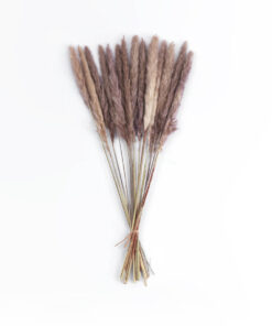 GloboStar® GloboStar® Artificial Garden REAL DRIED BROWN PAMPAS GRASS BUNCH 21215 Αποξηραμένο Διακοσμητικό Μπουκέτο Pampas Kάφε Y50cm - Σετ 15 τμχ