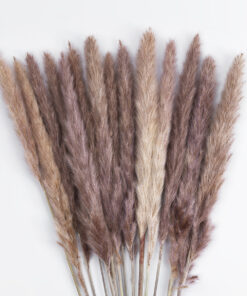 Alternative view of GloboStar® Artificial Garden REAL DRIED BROWN PAMPAS GRASS BUNCH 21215 Αποξηραμένο Διακοσμητικό Μπουκέτο Pampas Kάφε Y50cm - Σετ 15 τμχ
