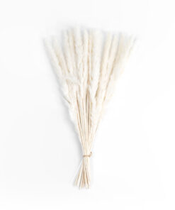 GloboStar® GloboStar® Artificial Garden REAL DRIED BEIGE PAMPAS GRASS BUNCH 21216 Αποξηραμένο Διακοσμητικό Μπουκέτο Pampas Μπέζ Y50cm - Σετ 15 τμχ