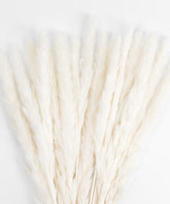 Alternative view of GloboStar® Artificial Garden REAL DRIED BEIGE PAMPAS GRASS BUNCH 21216 Αποξηραμένο Διακοσμητικό Μπουκέτο Pampas Μπέζ Y50cm - Σετ 15 τμχ