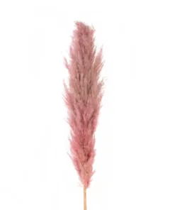 Alternative view of GloboStar® Artificial Garden PAMPAS GRASS 21218 Αποξηραμένο Διακοσμητικό Γρασίδι Πάμπας Μ10 x Π10 x Υ150cm