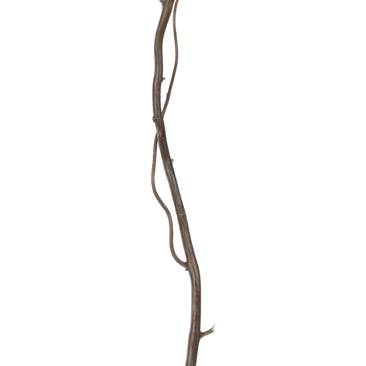 GloboStar® Artificial Garden REAL DRIED WITHERED VINE STEM 21220 Τεχνητό Διακοσμητικό Κλαδί Αμπελιού Y120cm 4 GloboStar® Artificial Garden REAL DRIED WITHERED VINE STEM 21220 Τεχνητό Διακοσμητικό Κλαδί Αμπελιού Y120cm - Image 2