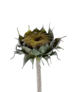 Alternative view of GloboStar® Artificial Garden GREEN SUNFLOWER BRANCH 21378 Τεχνητό Διακοσμητικό Κλαδί Ηλιοτρόπιο Πράσινο Y60cm