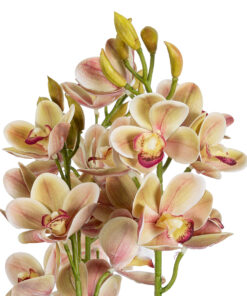 Alternative view of GloboStar® Artificial Garden CHAMPAGNE CHERRY CYMBIDIUM 21404 Διακοσμητικό Φυτό Σαμπανιζέ Κυμβίδιο Υ60cm