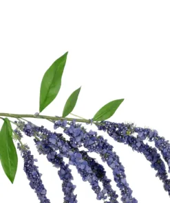 Alternative view of GloboStar® Artificial Garden PURPLE AMARANTHUS FRUIT BRANCH 21452 Τεχνητό Διακοσμητικό Κλαδί Μωβ Αμάρανθος Y80cm