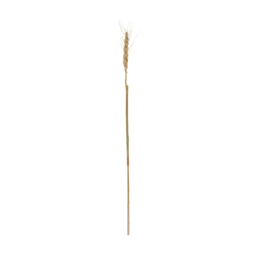 GloboStar® GloboStar® Artificial Garden REAL DRIED WHEAT GRASS 21488 Τεχνητό Διακοσμητικό Κλαδί Σιταριού Y30cm
