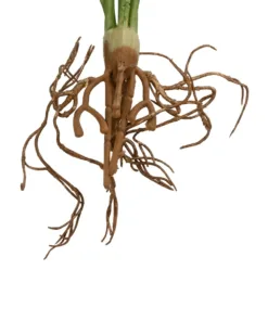 GloboStar® Artificial Garden BEGONIA LEAVES ROOTED 21491 Τεχνητό Διακοσμητικό Φυτό Πολύχρωμη Βιγόνια Μ25 x Π14 x Υ35cm 8 21491 4