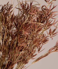 GloboStar® GloboStar® CYPERUS 36500 Αποξηραμένο Φυτό Κύπειρος - Μπουκέτο Διακοσμητικών Κλαδιών Μπεζ - Καφέ Υ60cm - Σετ 50 τμχ