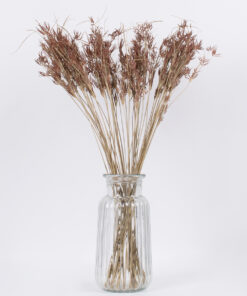 Alternative view of GloboStar® CYPERUS 36500 Αποξηραμένο Φυτό Κύπειρος - Μπουκέτο Διακοσμητικών Κλαδιών Μπεζ - Καφέ Υ60cm - Σετ 50 τμχ