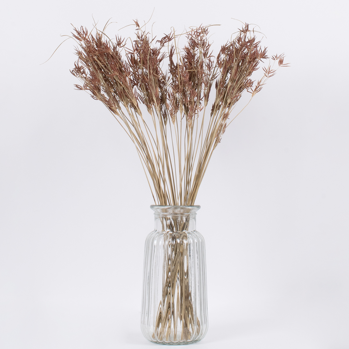 GloboStar® CYPERUS 36500 Αποξηραμένο Φυτό Κύπειρος - Μπουκέτο Διακοσμητικών Κλαδιών Μπεζ - Καφέ Υ60cm - Σετ 50 τμχ 4 GloboStar® CYPERUS 36500 Αποξηραμένο Φυτό Κύπειρος - Μπουκέτο Διακοσμητικών Κλαδιών Μπεζ - Καφέ Υ60cm - Σετ 50 τμχ - Image 2