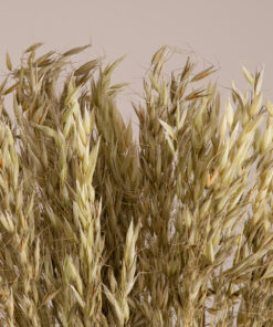 GloboStar® GloboStar® WILDOAT 36501 Αποξηραμένο Φυτό Αγριοβρώμη - Μπουκέτο Διακοσμητικών Κλαδιών Μπεζ - Πράσινο Υ60cm - Σετ 100 τμχ