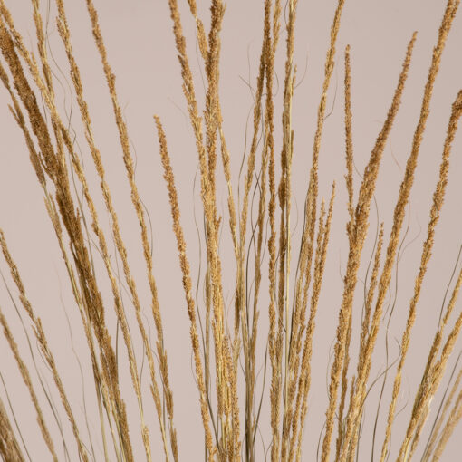 GloboStar® GloboStar® SMUTGRASS 36502 Αποξηραμένο Φυτό Χορταφιλιά - Μπουκέτο Διακοσμητικών Κλαδιών Μπεζ - Πράσινο Υ90cm - Σετ 100 τμχ