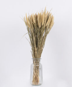 GloboStar® PENNISETUM 36503 Αποξηραμένο Φυτό Πεννήσιο - Μπουκέτο Διακοσμητικών Κλαδιών Μπεζ - Πράσινο Υ60cm - Σετ 100 τμχ 6 36503 3