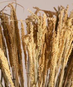 GloboStar® GloboStar® ERICAGRASS 36504 Αποξηραμένο Φυτό Έρρικα - Μπουκέτο Διακοσμητικών Κλαδιών Μπεζ - Πράσινο Υ60cm - Σετ 100 τμχ